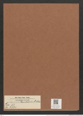 Surirella daivdsonii A. Schm. (de-Toni-Nr.: Genus 53, Species 2371) Zeichnungen Sammlung Grunow Mappe 02527 (Herbarium_W_Grunow_drawings_Folder_02527)
